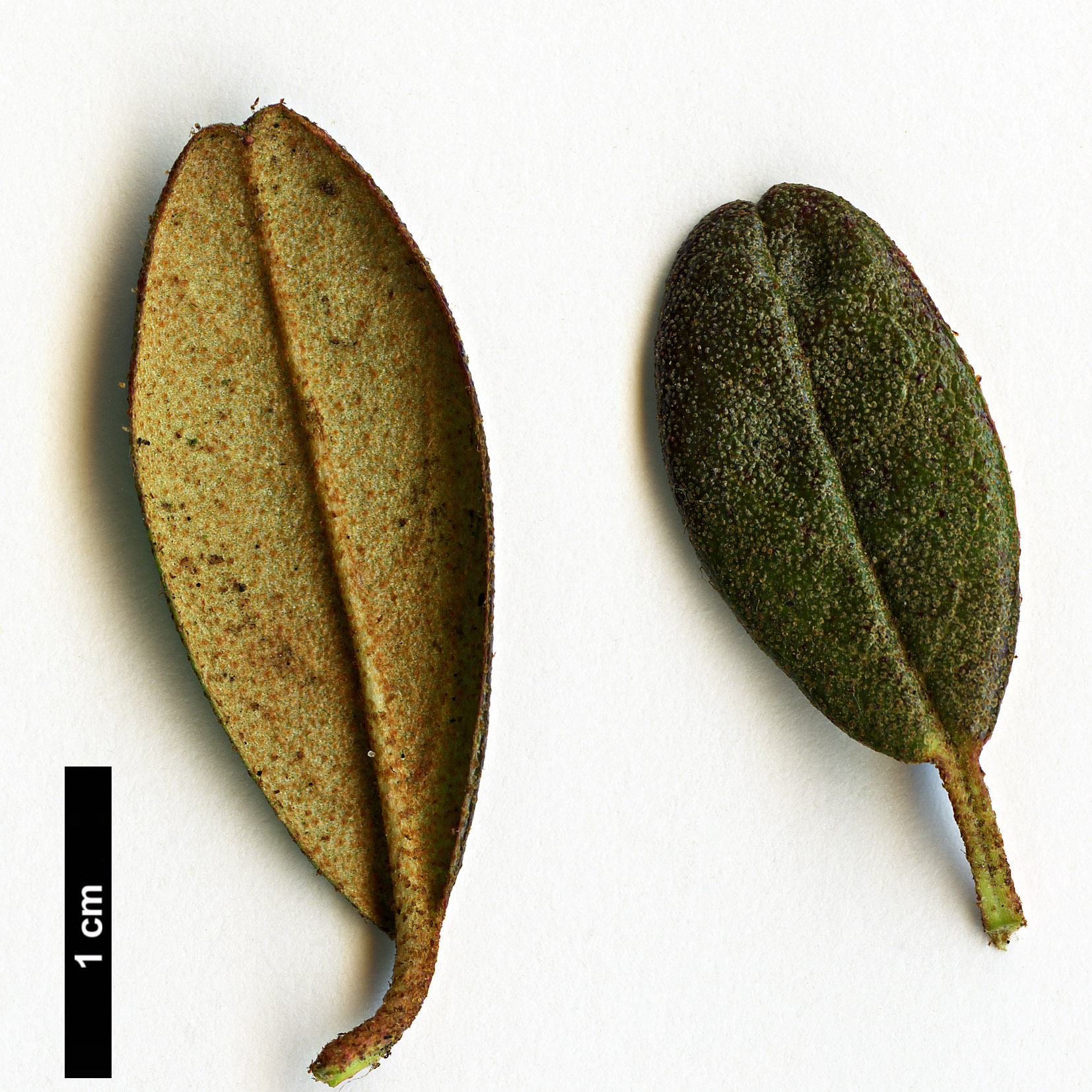 High resolution image: Family: Ericaceae - Genus: Rhododendron - Taxon: cephalanthum - SpeciesSub: subsp. cephalanthum Nmaiense Group High resolution image: Family: Ericaceae - Genus: Rhododendron - Taxon: cephalanthum - SpeciesSub: subsp. cephalanthum Nmaiense Group